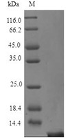 CSB-AP000021HU SDS-PAGE