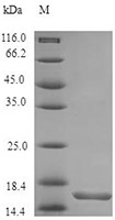 CSB-AP000061HU SDS-PAGE