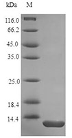 CSB-AP000051HU SDS-PAGE