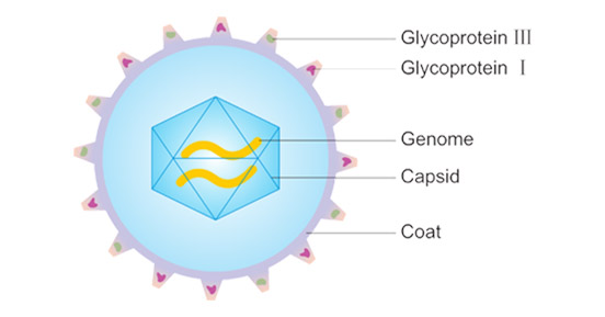 A Unique Role of the Human Cytomegalovirus Small Capsid Protein in