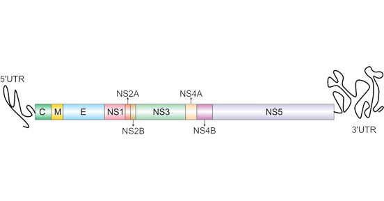 The Structure Comparison of DENV