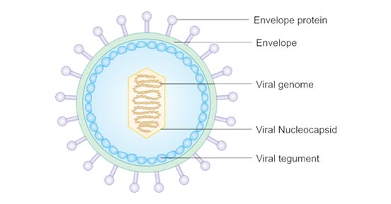 The structure of EBV