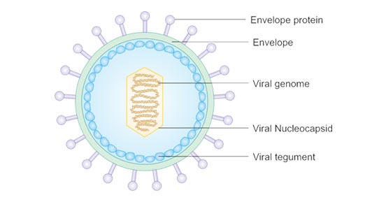 Epstein Barr Virus EBV Overview Structure Infection Mechanisms Etc 