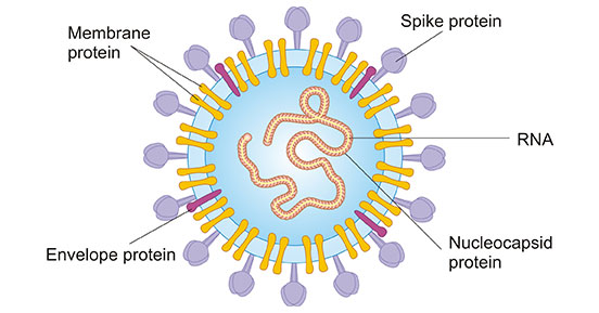 The structure of HCoV-OC43