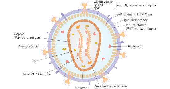 The diagram of HIV structure