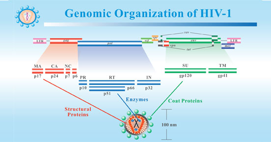 Genomic Organization of HIV-1