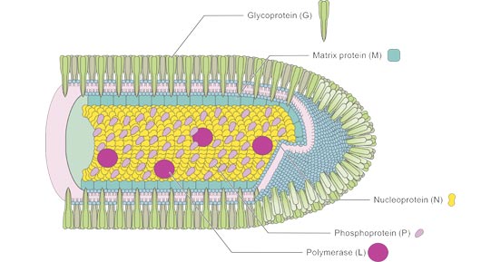 Rabies Virus Overview: Structure, Transmission, Pathogenesis, Symptoms, etc- CUSABIO Rabies Virus Overview: Structure, Transmission, Pathogenesis, Symptoms, etc- CUSABIO