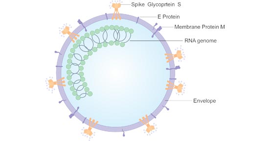 The Structure of SARS-CoV