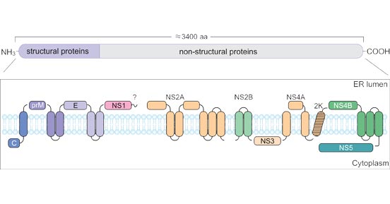 Schematic representation of the TBEV polyprotein and its cleavage products