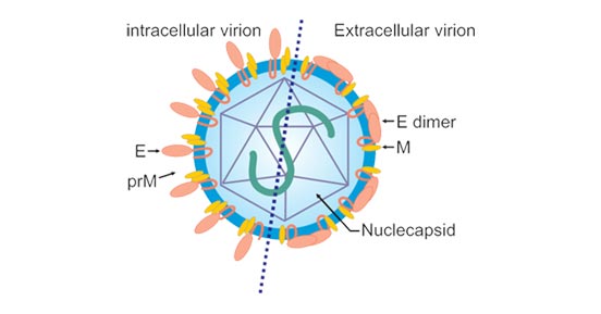 The immature (intracellular) and mature (extracellular) infectious virion.