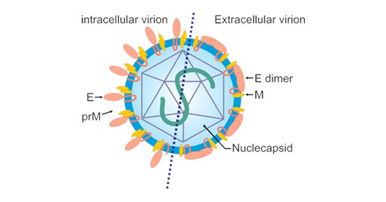 Yellow Fever Virus Structure