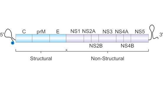 The yellow fever virus genome. 