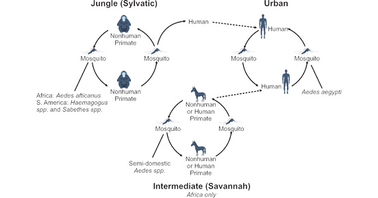 Three transmission routes of yellow fever virus