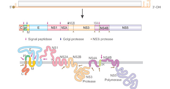 The structure of Flavivirus RNA