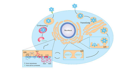 Flavivirus infectious life cycle