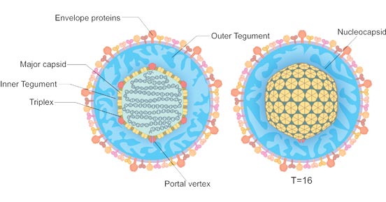 The structure of herpesviruses