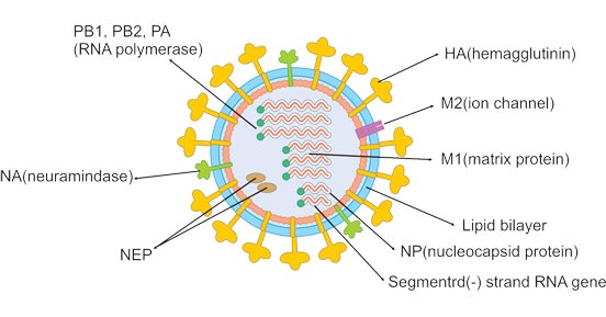 Influenza Virus Structure