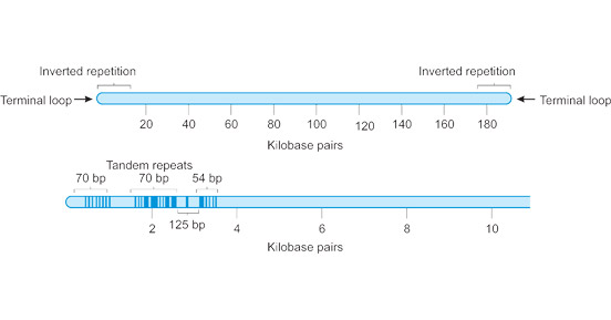 The structure of VACV genomic DNA