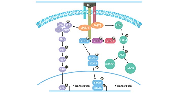 The signaling pathways of IL-2
