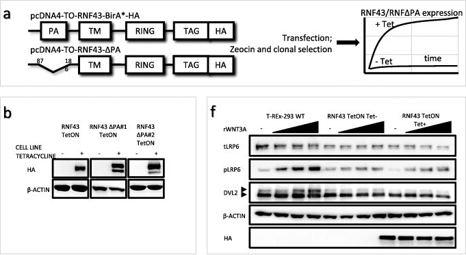 Corresponding English translation:Inducible RNF43 and RNF43ΔPA expression in T-REx 293 cell line.