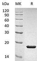 CSB-AP004601HU SDS-page