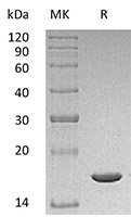 CSB-AP004731MO SDS-page