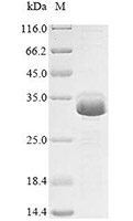 CSB-EP004445HU SDS-pag