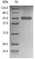 CSB-MP883614HU SDS-page