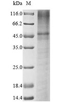 CSB-CF012071HU SDS-page