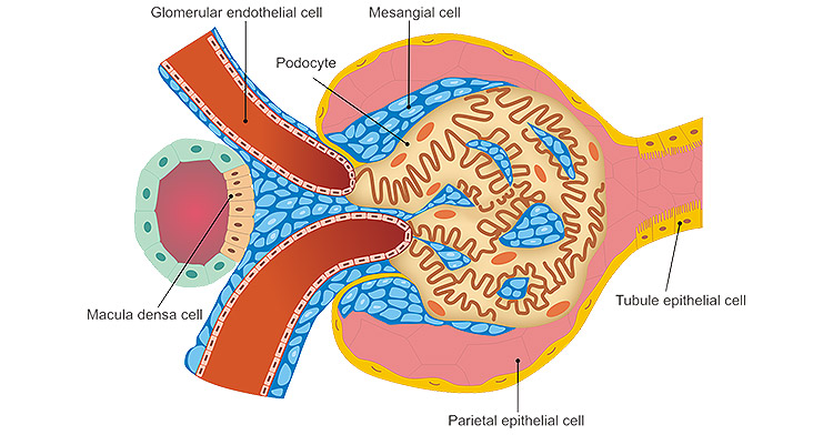 The common types of kidney cells