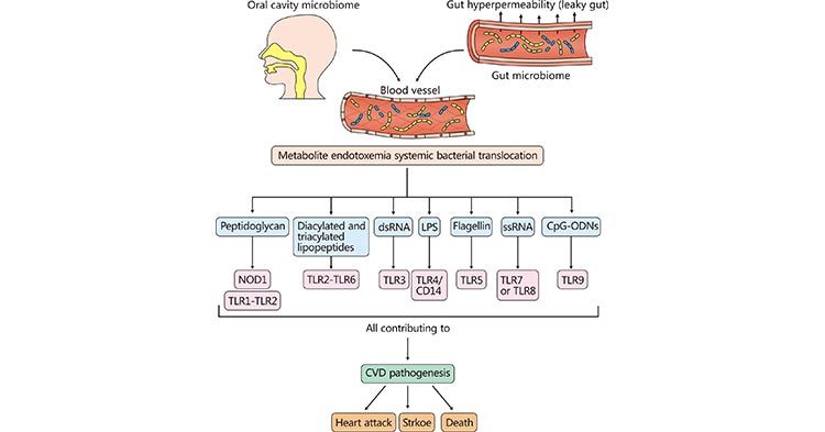 Direct engagement of pattern recognition receptors by microbial-associated molecular patterns driving CVD