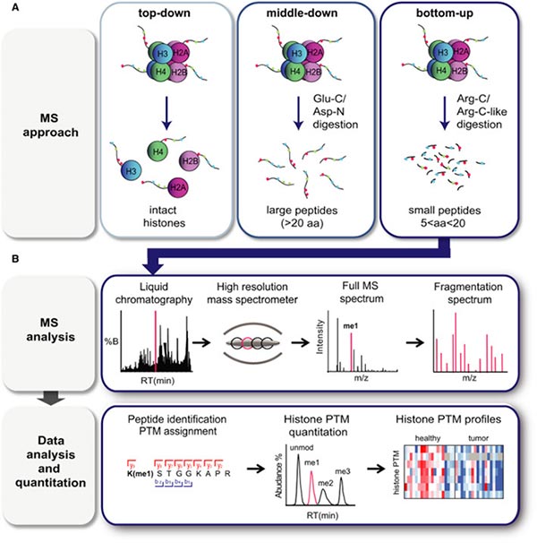 MS-‐based analysis of histone PTMs