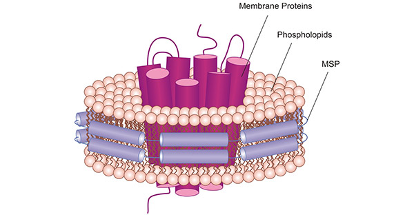 Schematic illustration of a MSP nanodiscs with a 7-transmembrane protein embedded