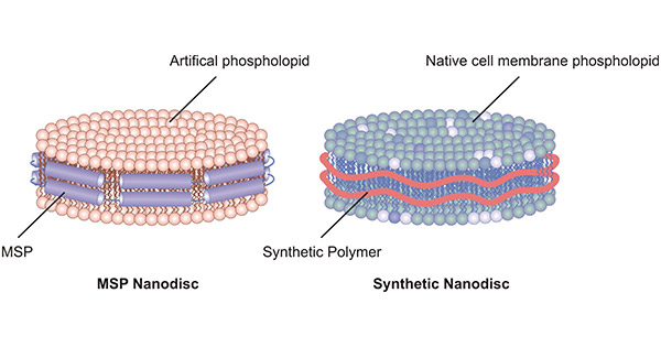 MSP nanodisc and synthetic nanodisc
