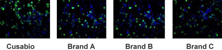 IF application of MYC Monoclonal Antibody