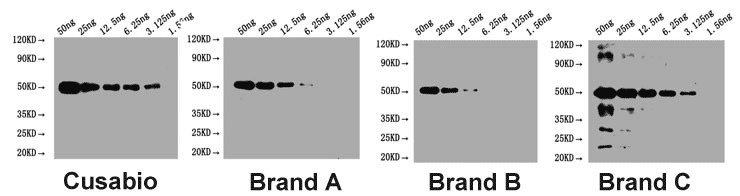 WB application of MYC Monoclonal Antibody