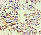 Mantibody IHC img1