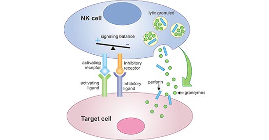 The Menchanism of NK Cell
