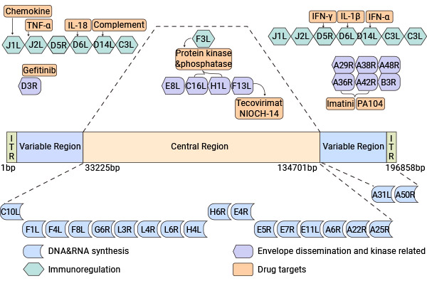 The genome structure and potential antiviral targets of Mpox virus