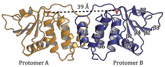 The overall structure of H1 dimer