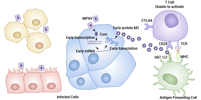 M2blocksTcellactivationmediatedbyhB7.1/2