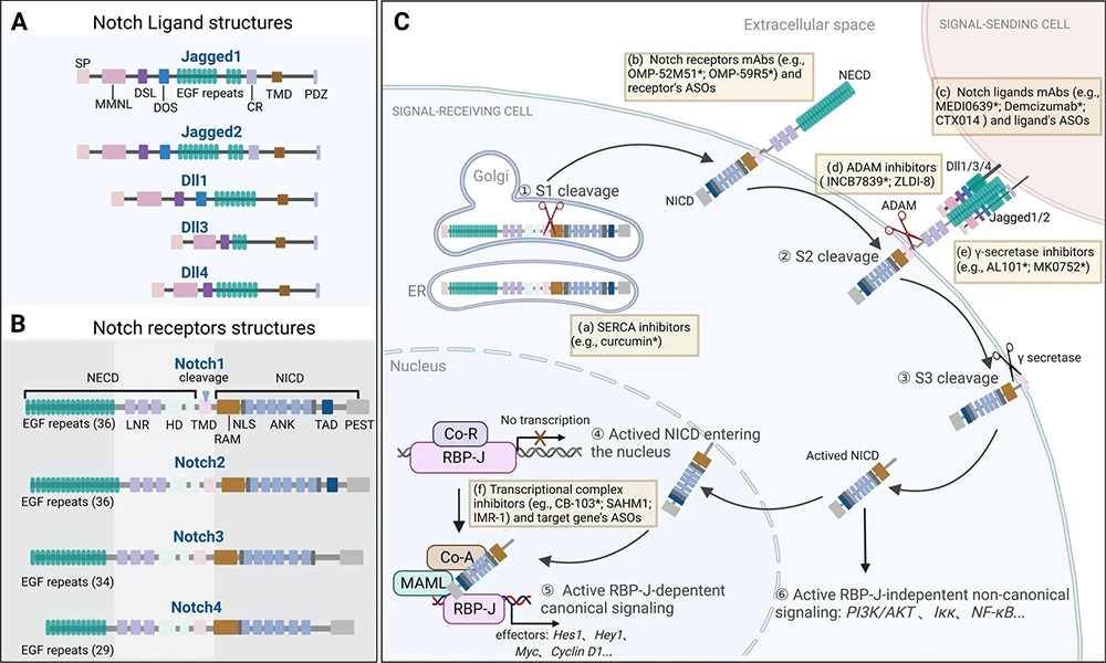 NOTCH Signaling Pathway