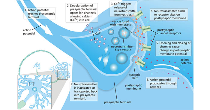 The Diagram of Interaction between Neurotransmitters and Their Receptors