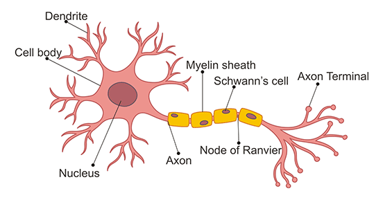 Structure of a Typical Neurron