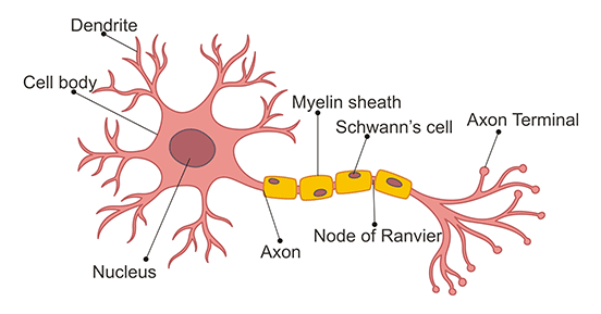 What is Neuroscience? Why is it Important?- CUSABIO