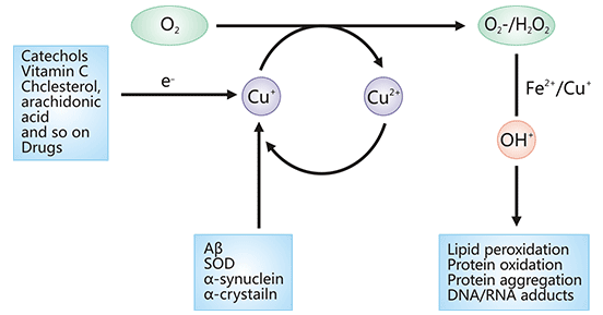 ROS generation by abnormal reaction of O2 with protein-bound Fe or Cu