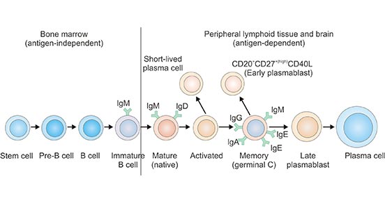 Overview of B cell lineage differentiation