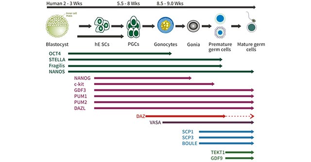 PGC Markers during Differentiation