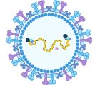 Parainfluenza Virus Structure