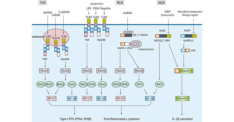 Pattern-recognition receptor (PRR) signaling pathways.